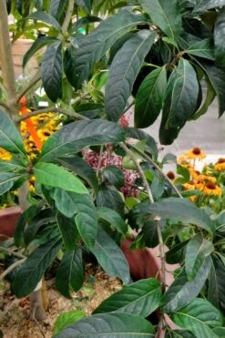 Spring Fleecing Fringe Tree (Chionanthus Virginicus) - 7 Gallon Pot (4-5') 10 Spring Fleecing Fringe Tree (Chionanthus Virginicus) - 7 Gallon Pot (4-5') -Garden Plant Shop chionanthus virginicus spring fleecing fringe tree 3 1