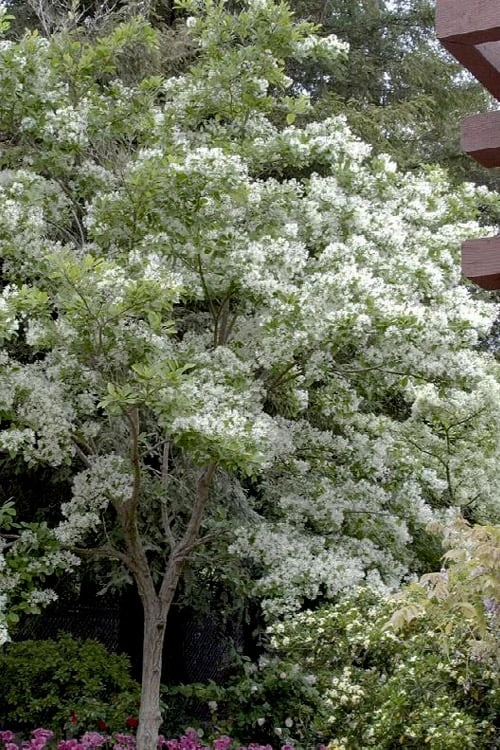 Spring Fleecing Fringe Tree (Chionanthus Virginicus) - 7 Gallon Pot (4-5') 1 Spring Fleecing Fringe Tree (Chionanthus Virginicus) - 7 Gallon Pot (4-5')