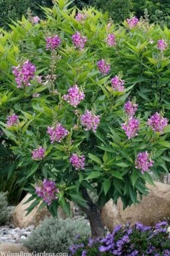 El Nino Desert Orchid (Chitalpa) - 3 Gallon Pot -Garden Plant Shop chitalpa el nino desert orchid 10 1