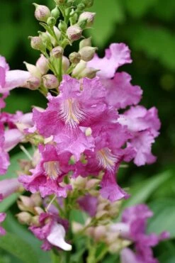 El Nino Desert Orchid (Chitalpa) - 3 Pack Of Quart Pots -Garden Plant Shop chitalpa el nino desert orchid 2