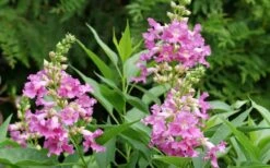 El Nino Desert Orchid (Chitalpa) - 3 Gallon Pot -Garden Plant Shop chitalpa el nino desert orchid 3 1