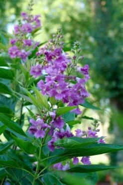 El Nino Desert Orchid (Chitalpa) - 3 Gallon Pot -Garden Plant Shop chitalpa el nino desert orchid 6 1