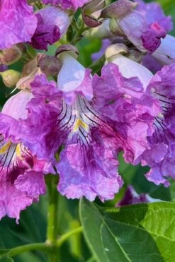 El Nino Desert Orchid (Chitalpa) - 3 Pack Of Quart Pots