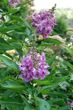 El Nino Desert Orchid (Chitalpa) - 3 Pack Of Quart Pots -Garden Plant Shop chitalpa el nino desert orchid 8