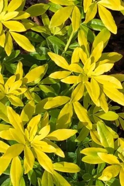 Goldfingers Mexican Orange Blossom (Choisya) - 2 Gallon Pot -Garden Plant Shop choisya ternata goldfinger mexican orange blossom 1 1