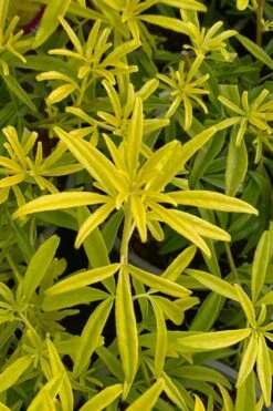Goldfingers Mexican Orange Blossom (Choisya) - 2 Gallon Pot -Garden Plant Shop choisya ternata goldfinger mexican orange blossom 2 1