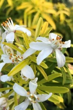 Goldfingers Mexican Orange Blossom (Choisya) - 2 Gallon Pot -Garden Plant Shop choisya ternata goldfinger mexican orange blossom 3 1
