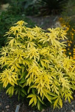 Goldfingers Mexican Orange Blossom (Choisya) - 1 Gallon Pot 12 Goldfingers Mexican Orange Blossom (Choisya) - 1 Gallon Pot -Garden Plant Shop choisya ternata goldfinger mexican orange blossom 7