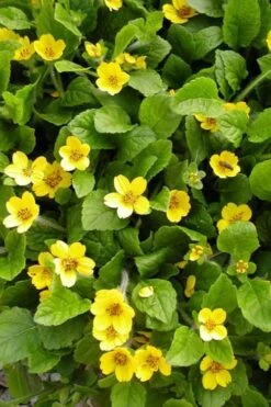 Pierre Chrysogonum (Green And Gold) - 5 Pack Of Quart Pots -Garden Plant Shop chrysogonum pierre 500x750 1