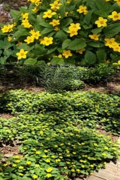 Pierre Chrysogonum (Green And Gold) - 5 Pack Of Quart Pots -Garden Plant Shop chrysogonum virginianum pierre green and gold 4