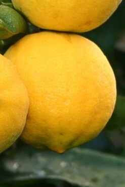 Meyer Lemon Tree (Citrus X Meyeri) - 5 Gallon Pot -Garden Plant Shop citrus meyeri meyer lemon tree 4