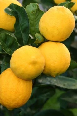 Meyer Lemon Tree (Citrus X Meyeri) - 5 Gallon Pot -Garden Plant Shop citrus meyeri meyer lemon tree 5