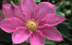 Abilene Clematis - 1 Gallon Pot -Garden Plant Shop clematis abilene 12