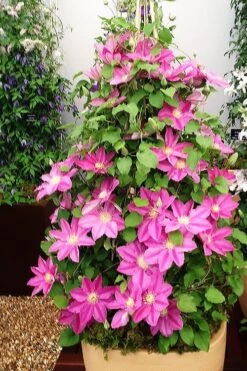 Abilene Clematis - 1 Gallon Pot -Garden Plant Shop clematis abilene 13