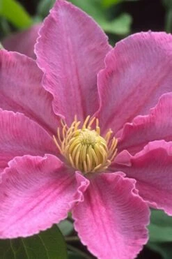 Abilene Clematis - 1 Gallon Pot -Garden Plant Shop clematis abilene 500x750 1