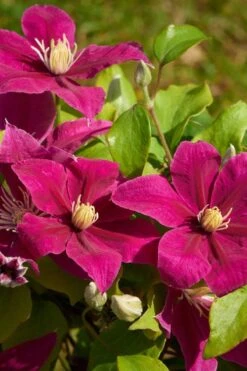 Acropolis Clematis - 1 Gallon Pot -Garden Plant Shop clematis acropolis 5