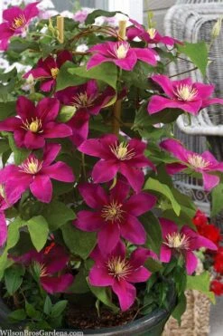 Acropolis Clematis - 1 Gallon Pot -Garden Plant Shop clematis acropolis 7