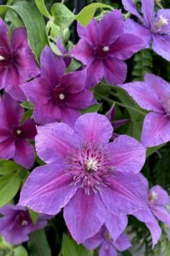 Adam's Courage Clematis - 1 Gallon Pot -Garden Plant Shop clematis adams courage 2