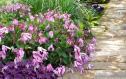Alionushka Clematis - 1 Gallon Pot -Garden Plant Shop clematis alionushka 10