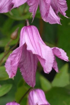 Alionushka Clematis - 1 Gallon Pot -Garden Plant Shop clematis alionushka 5