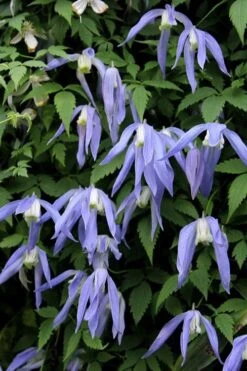 Blue Dancer Clematis - 1 Gallon Pot -Garden Plant Shop clematis alpina blue dancer 3