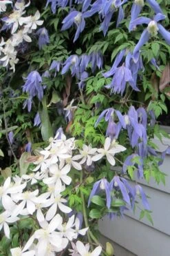 Blue Dancer Clematis - 1 Gallon Pot -Garden Plant Shop clematis alpina blue dancer 5
