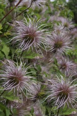 Blue Dancer Clematis - 1 Gallon Pot -Garden Plant Shop clematis alpina blue dancer 8