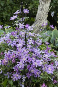 Arabella Clematis - 1 Gallon Pot -Garden Plant Shop clematis arabella 10
