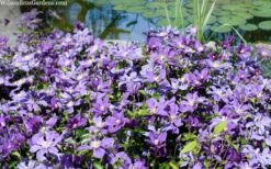 Arabella Clematis - 1 Gallon Pot -Garden Plant Shop clematis arabella 12