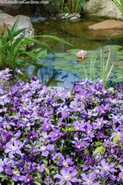 Arabella Clematis - 1 Gallon Pot -Garden Plant Shop clematis arabella 13