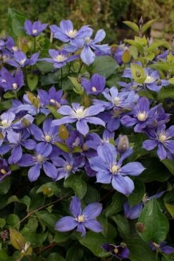 Arabella Clematis - 1 Gallon Pot -Garden Plant Shop clematis arabella 3