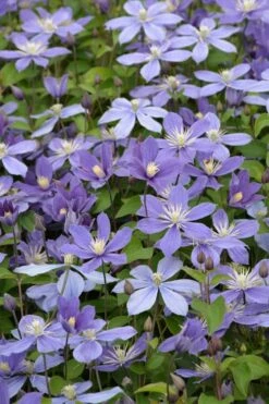 Arabella Clematis - 1 Gallon Pot -Garden Plant Shop clematis arabella 5
