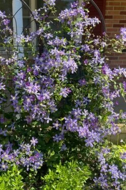 Arabella Clematis - 1 Gallon Pot -Garden Plant Shop clematis arabella 6