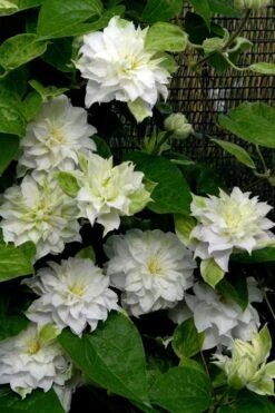 Arctic Queen Clematis - 1 Gallon Pot -Garden Plant Shop clematis arctic queen 12