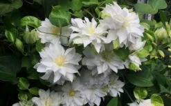 Arctic Queen Clematis - 1 Gallon Pot -Garden Plant Shop clematis arctic queen 5