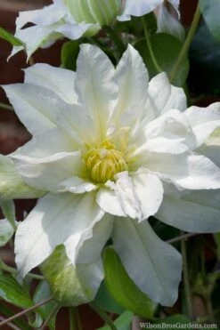 Arctic Queen Clematis - 1 Gallon Pot -Garden Plant Shop clematis arctic queen 8