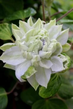 Arctic Queen Clematis - 1 Gallon Pot -Garden Plant Shop clematis arctic queen 9