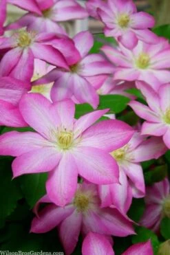 Asao Clematis - 1 Gallon Pot -Garden Plant Shop clematis asao 15