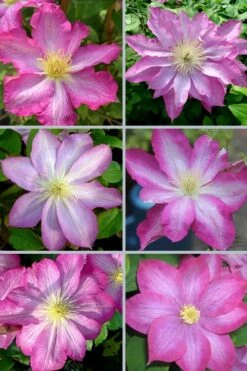 Asao Clematis - 1 Gallon Pot -Garden Plant Shop clematis asao 18