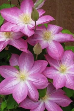 Asao Clematis - 1 Gallon Pot -Garden Plant Shop clematis asao 7