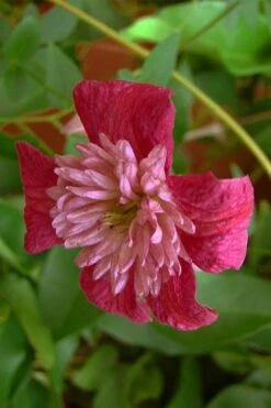 Avant-Garde Clematis - 1 Gallon Pot -Garden Plant Shop clematis avant garde 1