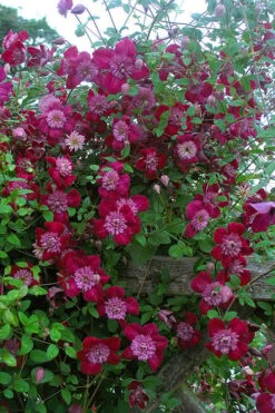 Avant-Garde Clematis - 1 Gallon Pot -Garden Plant Shop clematis avant garde 11