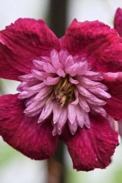 Avant-Garde Clematis - 1 Gallon Pot -Garden Plant Shop clematis avant garde 4