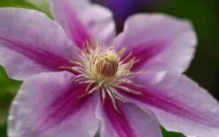 Bees Jubilee Clematis - 1 Gallon Pot -Garden Plant Shop clematis bees jubilee 10