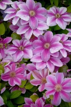Bees Jubilee Clematis - 1 Gallon Pot -Garden Plant Shop clematis bees jubilee 13