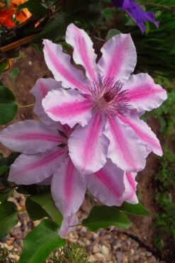 Bees Jubilee Clematis - 1 Gallon Pot -Garden Plant Shop clematis bees jubilee 5