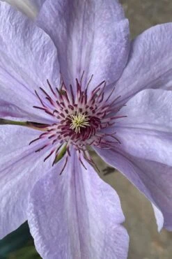 Bernadine Clematis - 1 Gallon Pot -Garden Plant Shop clematis bernadine 8