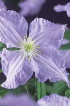 Blue Angel Clematis - 1 Gallon Pot -Garden Plant Shop clematis blue angel 2