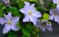 Blue Angel Clematis - 1 Gallon Pot -Garden Plant Shop clematis blue angel 5