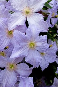 Blue Angel Clematis - 1 Gallon Pot -Garden Plant Shop clematis blue angel 6